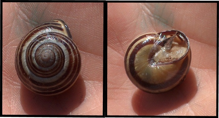 Cepaea (Cepaea) nemoralis (Linnaeus, 1758)